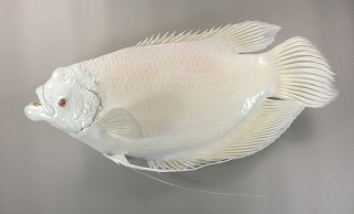 オスフロネーム剝製アイキャッチ