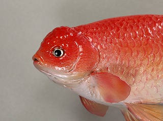 ランチュウ剝製アイキャッチ