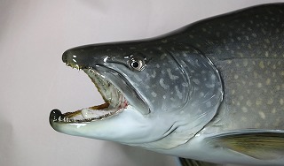 レイクトラウト剝製