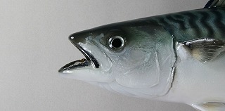 サバ剝製アイキャッチ
