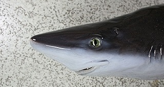 サメ剝製　アイキャッチ