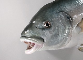 シマアジ剝製アイキャッチ