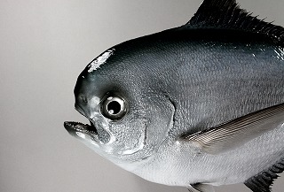 シマカツオ剝製