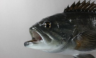 ソイ剝製アイキャッチ