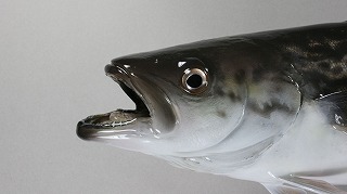 タラ剝製アイキャッチ