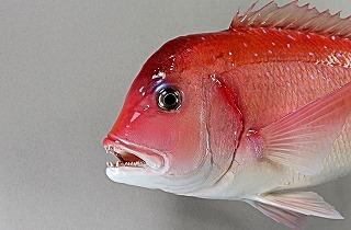 チダイ剝製アイキャッチ