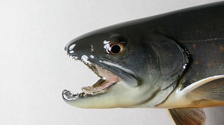 ヤマトイワナ剝製